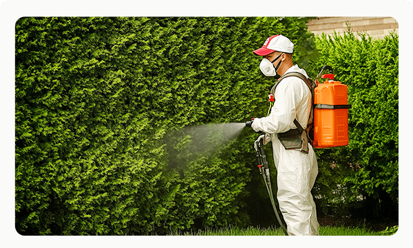 Pest Control &amp; Prevention In Dubai